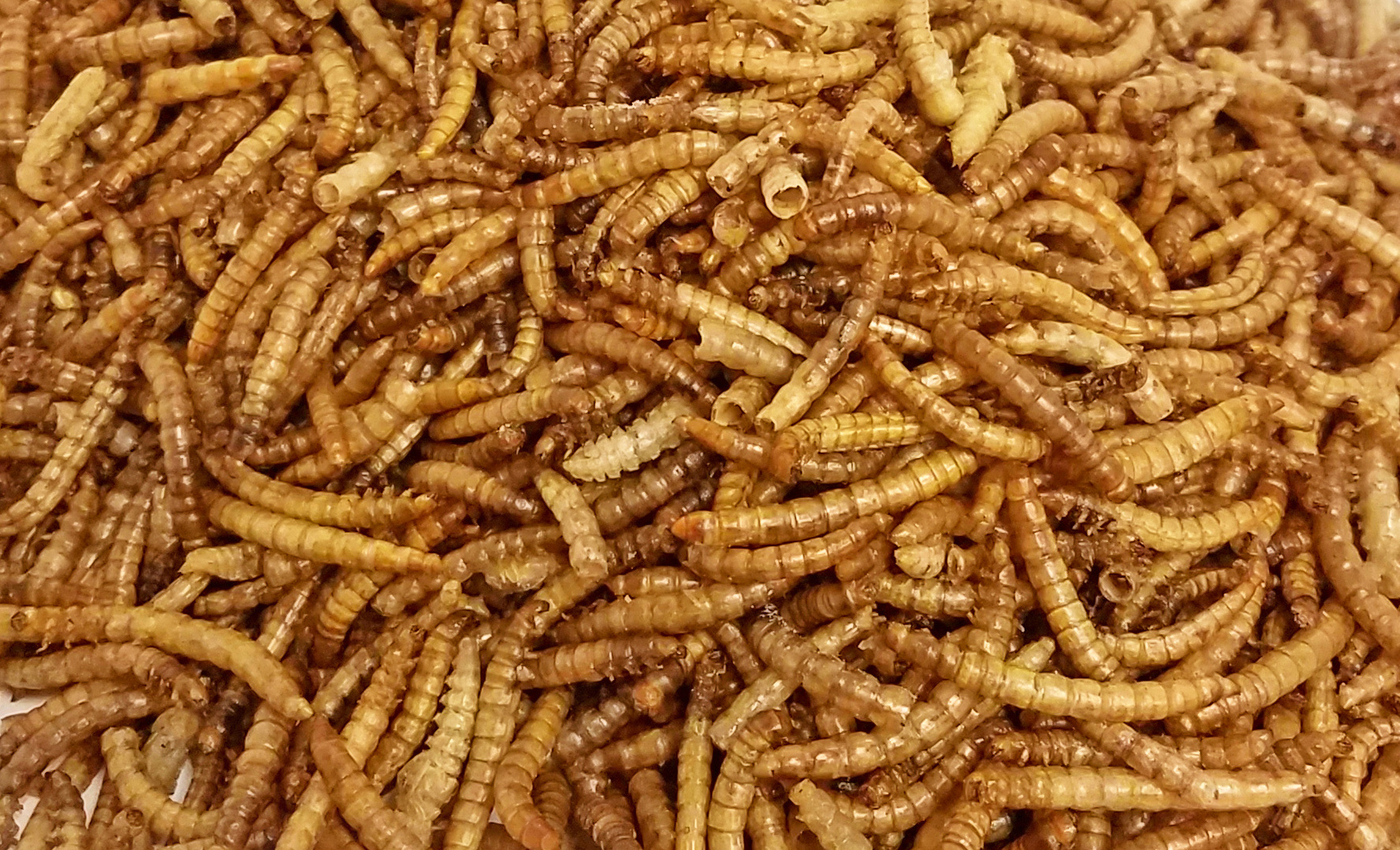 Dried Mealworms (11lb)** -2 Per Case